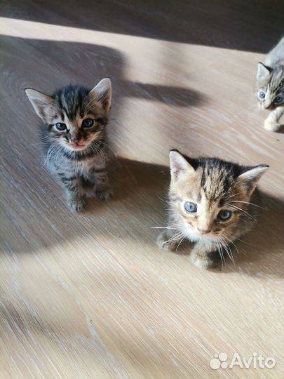 Отдам бесплатно в добрые руки