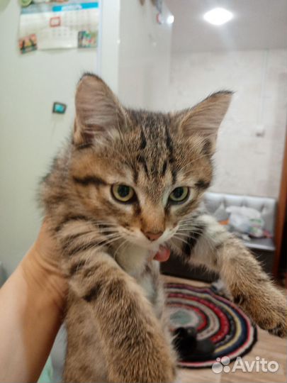 Котенок мальчик