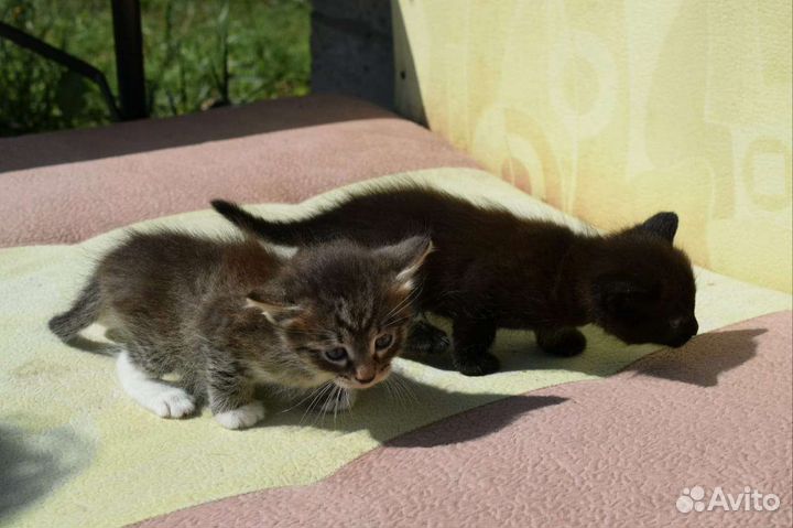 Котята в добрые руки