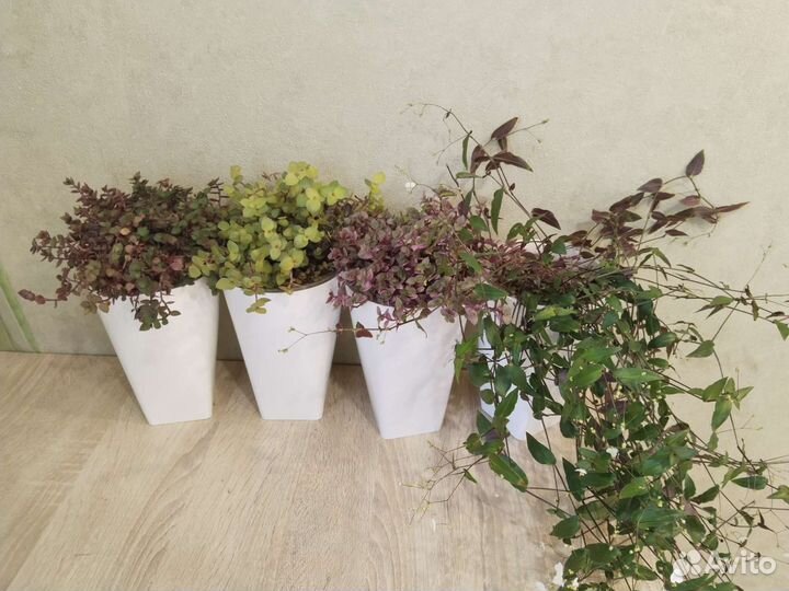 Традисканции : каллизия, зебрина, рэо, гибискус