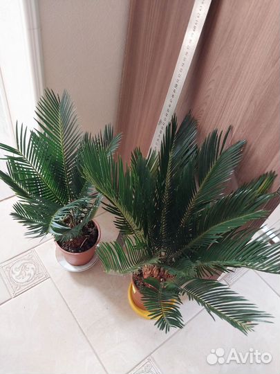 Подарок на 23 февраля