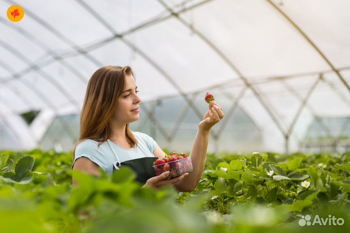 Фасовщик овощей вахта еженед.выплаты