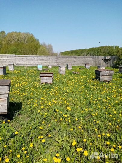 Продам пчелосемьи