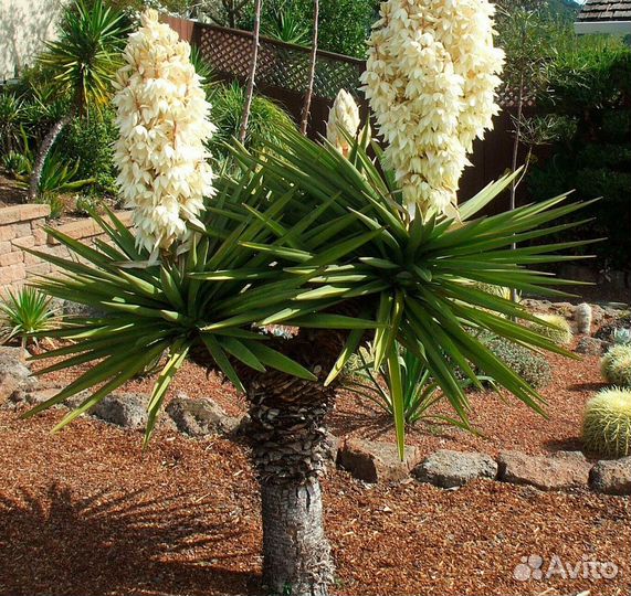 Пальма- Юкка садовая, отдаю за 600