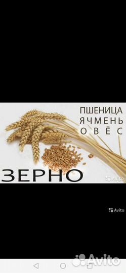 Комбикорм. Пшеница, Ячмень, овёс, Отруби