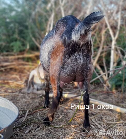 Козочки камори/нубийские