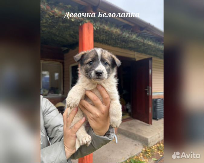 Отдаю щенков Лайка