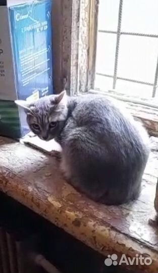 Кошка с котенком в добрые руки