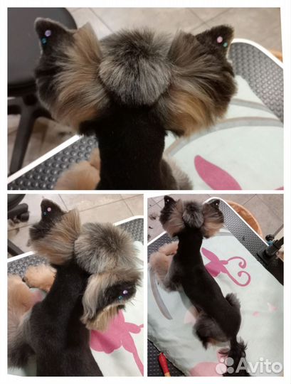 Груминг / Стрижка собак