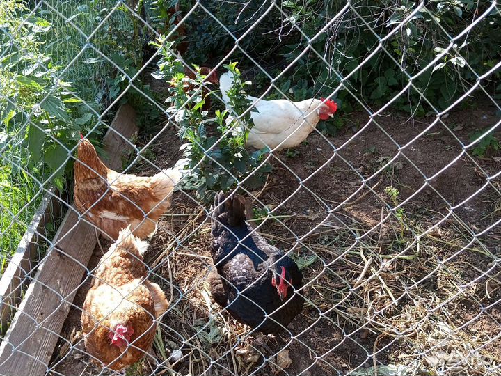 Куры несушки оптом