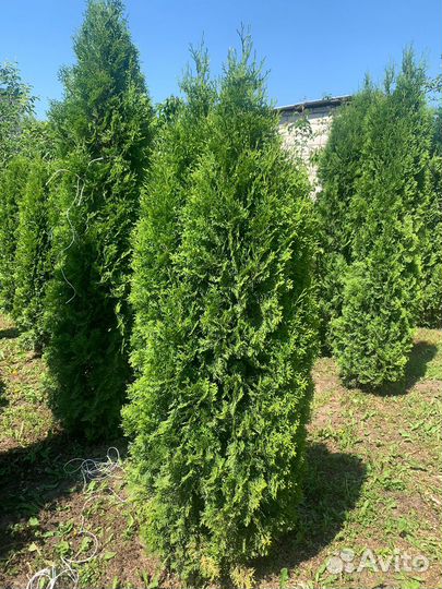 Туи смарагд