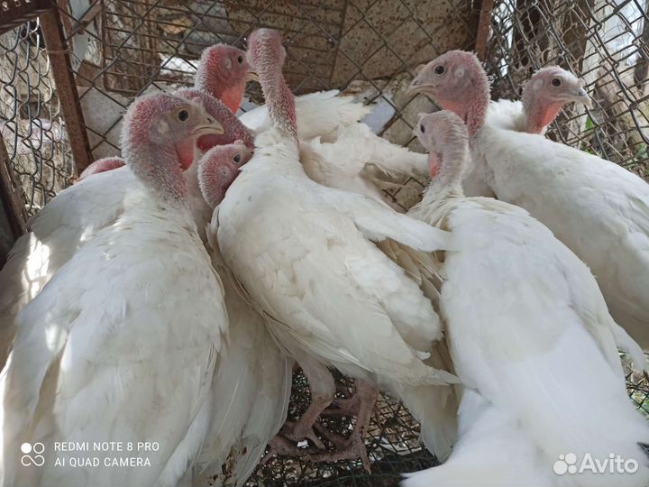 Индюки индюшата домашние