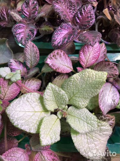 Комнатные растения