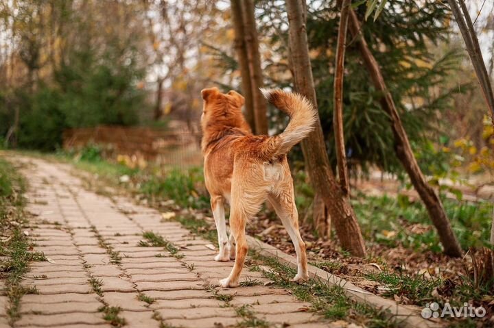 Лисик - небольшой молодой пёс