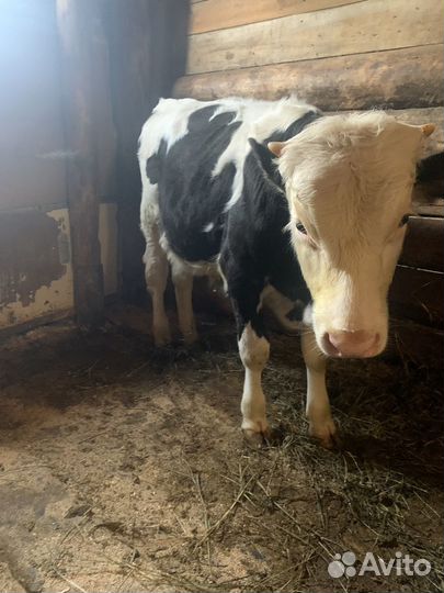 Бычок 6 месяцов