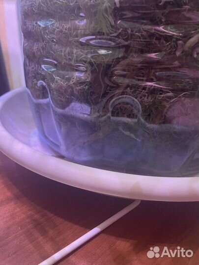 Монстера вариегатная