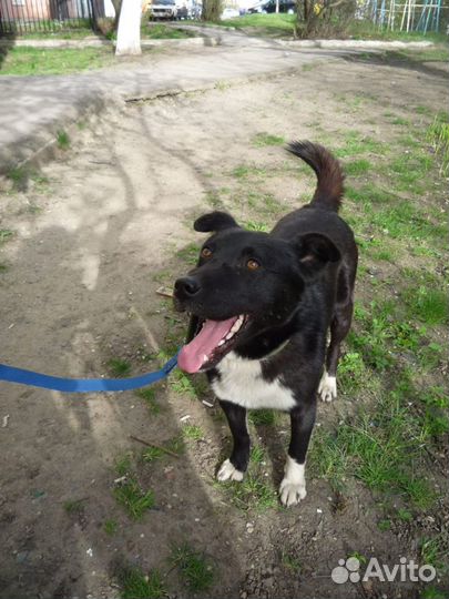 Ищет дом замечательный пес Мишка