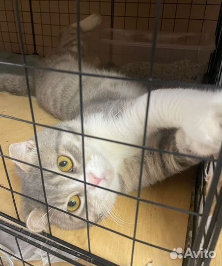 Вислоухий котик