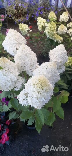 Продажа многолетних цветов