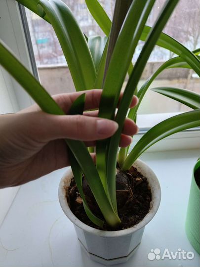 Гиппеаструм