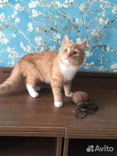 Котенок мальчик 4-5 мес рыжий