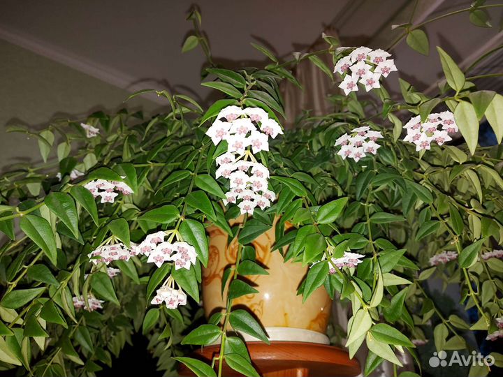 Комнатные растения- хойя белла, кодиеум