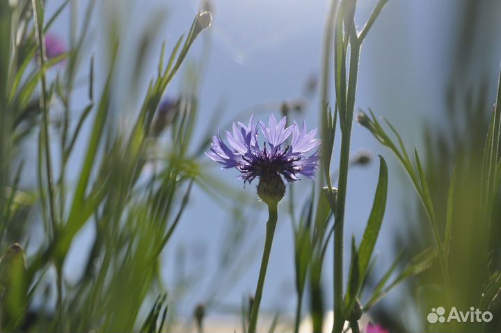 Букеты из васильков