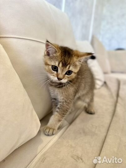 Шотланский котенок