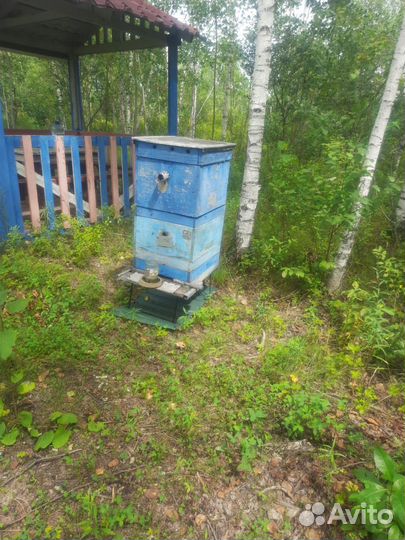 Пчелы и улья