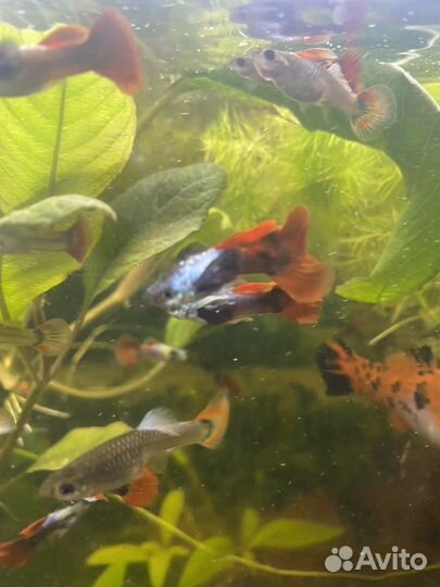 Аквариумные рыбки Гуппи и меченосцы