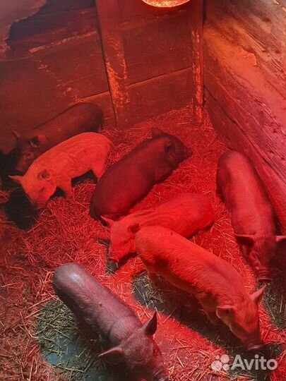 Вьетнамец-кармал