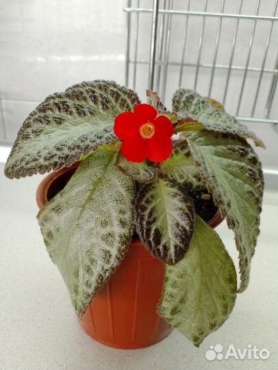 Продам цветы комнатные