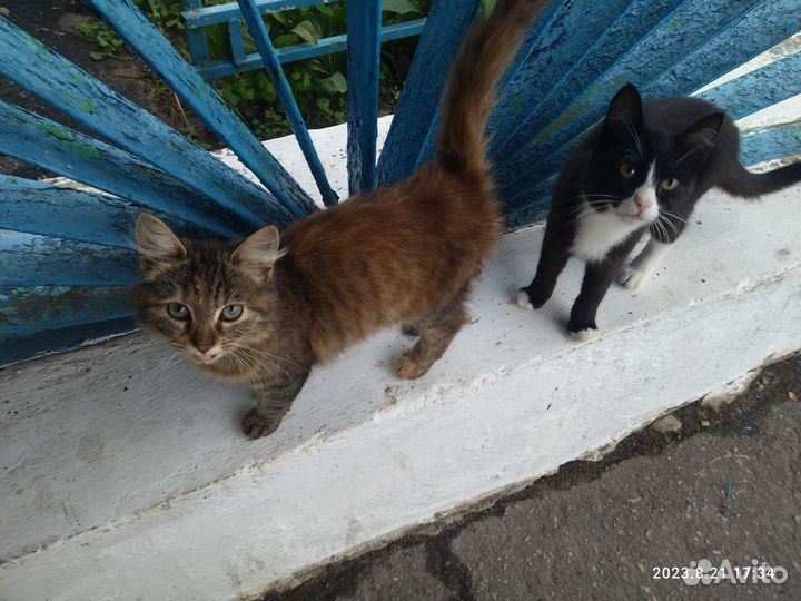 Котята бесплатно
