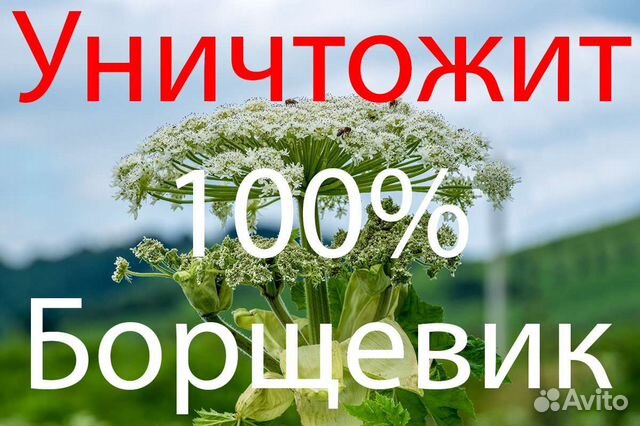 Гербицид Магнум от борщевика