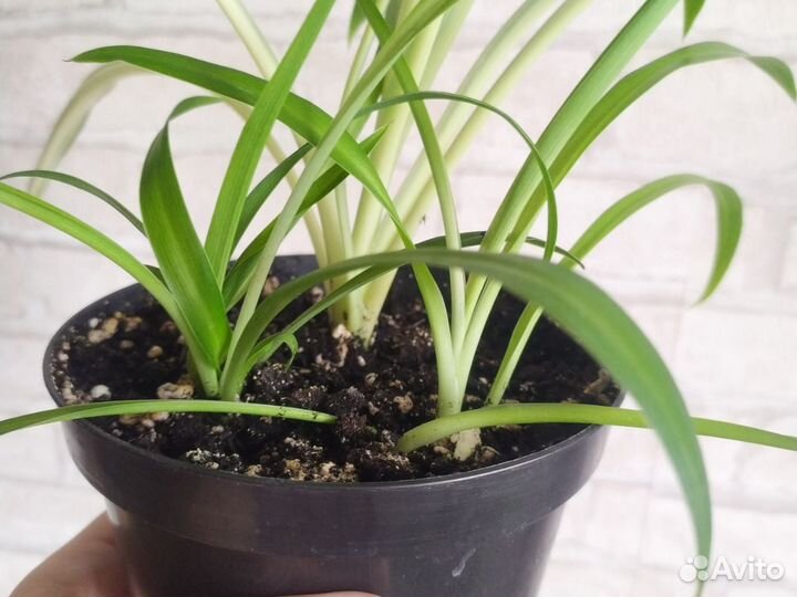 Хлорофитум,два сорта-ассорти