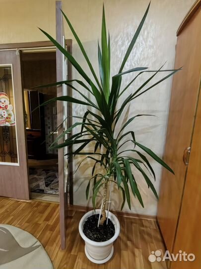 Пальма юкка