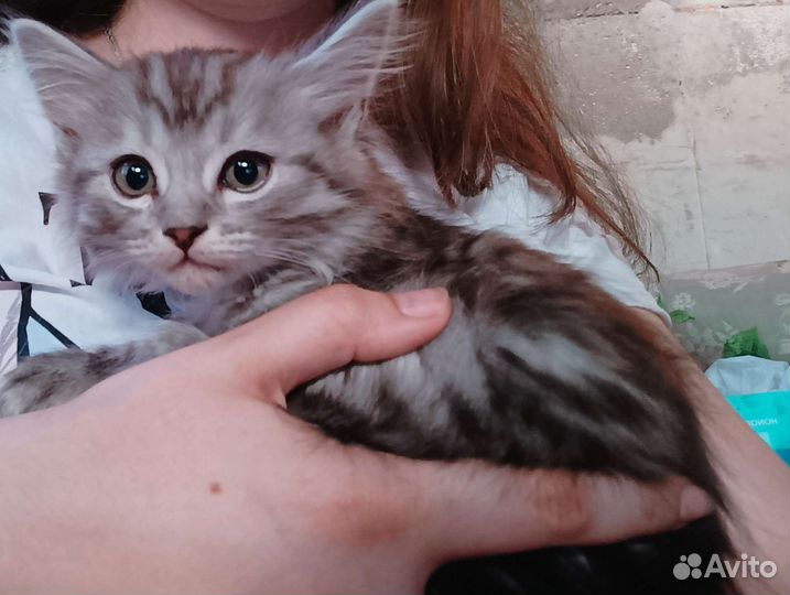 Отдам котенка в добрые руки