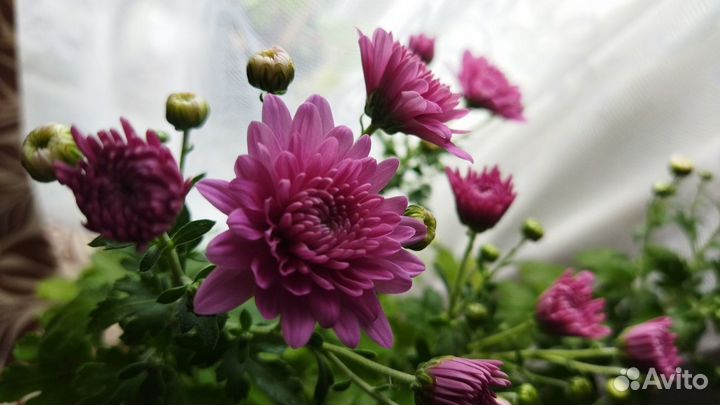 Комнатные растения и цветы