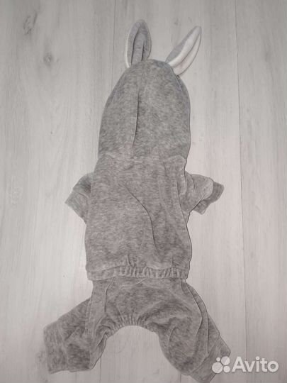 Одежда для собак мелких пород