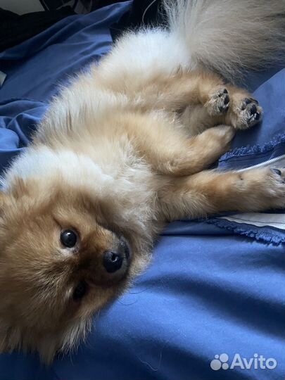 Вязка шпиц мини