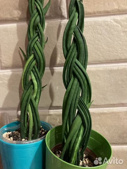 Сансевиерия, эпипремнум Годзилла