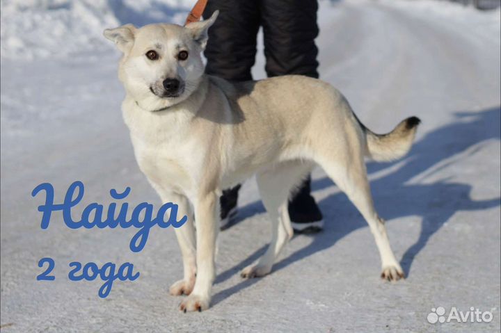 Собака ищет доброго хозяина