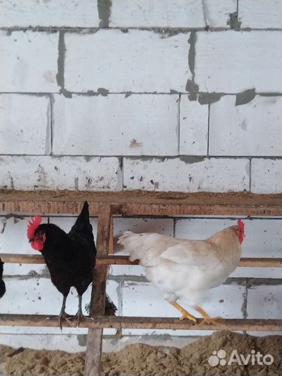 Молодые петухи