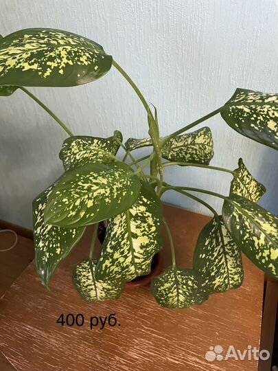 Диффенбахия