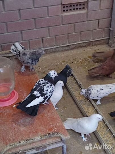 Голуби бойные ширики