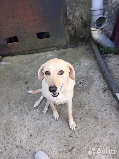 Собака в добрые руки