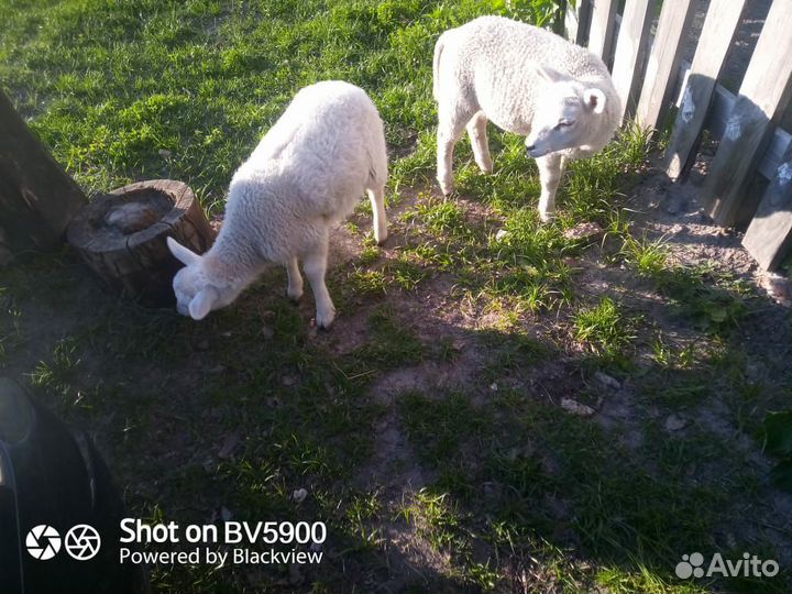 Ягнята баранчики