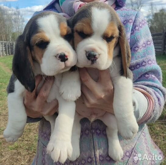 Бигль щенки