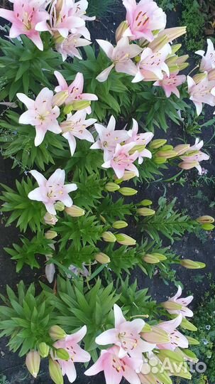 Лилии луковицы