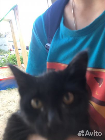 Котёнок, девочка, 5 недель